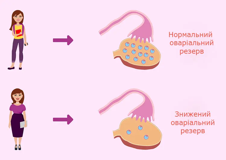 Репродуктивна молодість
