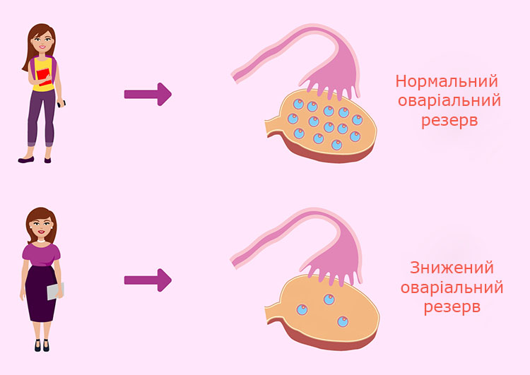 Репродуктивна молодість